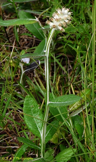 {Pterocaulon pycnostachyum}